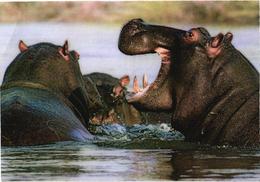 Hippopotamuses In Water - Hippopotames