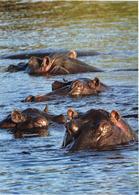 Hippopotamuses In Water - Ippopotami