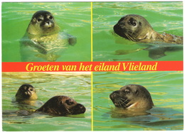 Groeten Van Het Eiland Vlieland - Zeehonden - (Holland) - Vlieland