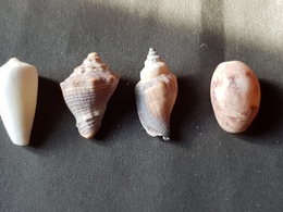Filippine 30mm. 4 Pz. - Seashells & Snail-shells
