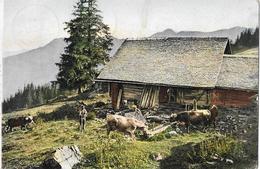 ROSENLAUI → Reichenbachalp, Bauer Mit Seinen Kühen Vor Dem Stall Anno 1907 - Reichenbach Im Kandertal