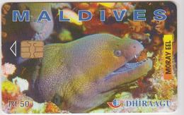 #13 - MALDIVES-01 - 274MLDG - MORAY EEL - Maldivas