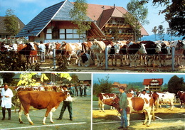 AFFOLTERN I.E. Viehschau Vor Der Emmentaler Schaukäserei - Affoltern Im Emmental 