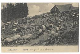 FLUMS: Alp Schönhalden, Kuhherde 1910 - Flums