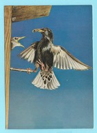 0677 - VOGELS - OISEAU - BIRDS - SPREEUW - ETOURNEAU - STARLING - STARE - Birds