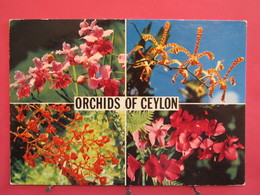 Visuel Très Peu Courant - Sri Lanka - Orchids Of Ceylon - Jolis Timbres - Scans Recto Verso - Sri Lanka (Ceylon)