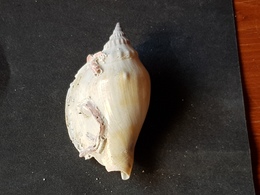 FILIPPINE 80mm. - Seashells & Snail-shells
