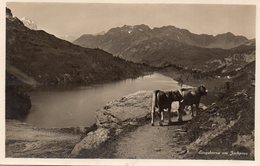 Eingeborne Am Jochpass (met Koeien) - Autres & Non Classés