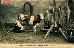 25 Montbeliard :  Traite Des Vaches Vache - Montbéliard