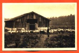 CPA 82 Labastide " En Gascogne - Le Départ Des Moutons " Envoyée De Labastide - Labastide Saint Pierre