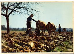 CPM  17 X 12 CM  LIMOUSIN  -   SCENE DE LABOUR  -   ATTELAGE DE BOEUFS    -  PAYSANS - Attelages