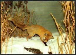 6295 - TOP Augustusburg Museum Fuchs Renard Fox Zorro - Bild Und Heimat Reichenbach - Augustusburg