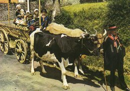 Attelage....auvergne - Attelages