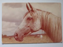 Horse Chevaux Pferd  Arabian Horse /   KAW Poland - Horses