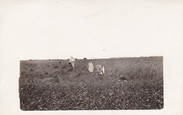 AK Foto Bäuerinnen Bei Feldarbeit - Ca. 1915 (47517) - Farmers