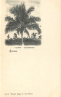 Cuba - Habana - Cocotero Coconu Cocotier Circa 1900 - Cuba