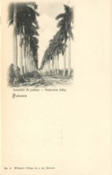 Cuba - Habana - Palmas Palmiers Palm-tree Circa 1900 - Cuba