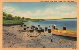 DIGGING LITTLE NECK CLAMS-CAPE COD-MASS. - Cape Cod