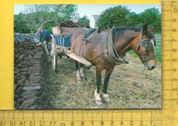 CPM  IRELAND/ Real Ireland, Stacking The Turf For Winter - Clare