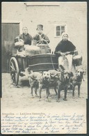 CP De BRUXELLES - Laitières Flamandes 1903 - Chariot Tiré Par 3 Chiens  - W0509 - Marchands