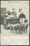 CP De BRUXELLES - Laitières Flamandes 1903 - Chariot Tiré Par 3 Chiens  - W0509 - Mercanti