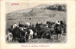 CPA AK Djibouti- Boeufs Du Plateau D'Abyssinie SOMALIA (831290) - Somalië
