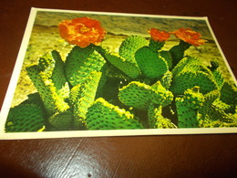 B761  Cactus Viaggiata - Cactusses