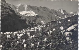 SWITZERLAND. POSTCARD WINTEREGG BEI MÜRREN. 1952 - Egg