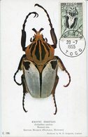51764 Togo, Maximum  1955 Exotic Beetle, Goliathus Cacicus, Käfer, Scarabee - Sonstige