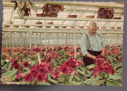 REF 466 : CPSM Pays Bas Aalmeer Holland Flower Centre Of Europe - Aalsmeer