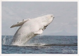 MAYOTTE - ILE AUX PARFUMS - SAUT D UNE BALEINE A BOSSE DANS L OCEAN INDIEN - Mayotte