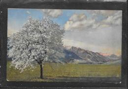 AK 0433  Obstblüte In Tirol - Photochromie Um 1920 - Bomen