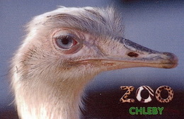 Zoo Chleby (CZ) - Rhea - Tierwelt & Fauna