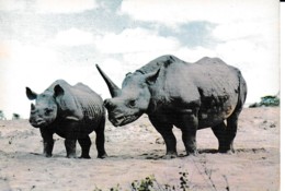 FAUNE AFRICAINE RHINOCEROS  ,COULEUR   REF 63022 - Rhinoceros