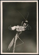 Cca 1933 Kinszki Imre (1901-1945) Budapesti Fotóművész Aláírt, Feliratozott, Vintage Fotója (makro Fotó), 8,5x6 Cm - Sonstige & Ohne Zuordnung