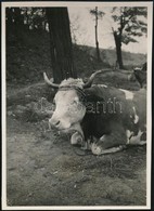 1930 Kinszki Imre (1901-1945) Budapesti Fotóművész Jelzés Nélküli, De általa Feliratozott, Vintage Fotója (Lágymányosi T - Otros & Sin Clasificación