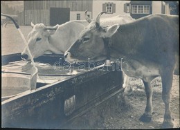 Cca 1934 Thöresz Dezső (1902-1963) Békéscsabai Gyógyszerész és Fotóművész Hagyatékából  Vintage Fotó, Jelzés Nélkül, 21x - Sonstige & Ohne Zuordnung