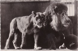 Animaux Et Faune : LIONS : Couple - C.p.s.m. - Photo. Véritable - ( Glacée ) - Lions