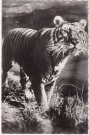 Animaux Et Faune : TIGRE : à La Chasse - C.p.s.m. - Photo. Véritable - ( Glacée ) - Tigri