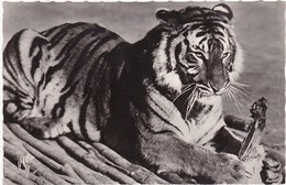 Animaux Et Faune : TIGRE : Au Repas - C.p.s.m. - Photo. Véritable - ( Glacée ) - Tigres