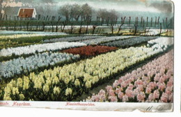 Delcampe - Haarlem    Hiacinthenvelden - Haarlem