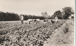 CPSM  84 MONTEUX  CUEILLETTE DES FRAISES   PEU COURANTE - Monteux