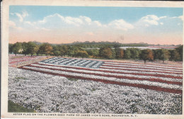 Rochester - Aster Flag On The Flower Seed Farm Of James Vick's Sons - Rochester