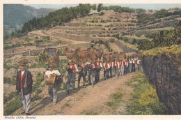 PORTUGAL .PINHAO . Faina Alegre Do Transporte Des Uvas Vindimadas  ( Joyeux Retour De Vendanges ) - Autres & Non Classés