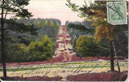 Lüneburger Heide - Partie Im Kleckerwald, Klecken-Jesteburg - N° 26 - Lüneburger Heide