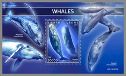 SIERRA LEONE 2019 MNH Whales Wale Baleines S/S - IMPERFORATED - DH2008 - Whales
