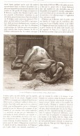 L'ELEPHANT DU JARDIN DES PLANTES à PARIS   1889 - Paris