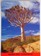 Carte Postale : NAMIBIA : Quiver Tree, Kokerboom - Namibie