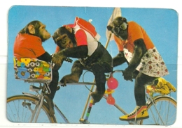 1987 Pocket Calendar Calandrier Calendario Portugal Animais Selvagens Macacos Monkeys Mono Singe Macaco De Brazza - Grand Format : 1981-90