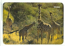 1986 Pocket Calendar Calandrier Calendario Portugal Animais Selvagens Girafa Girafe Giraffe Jirafa - Grand Format : 1981-90